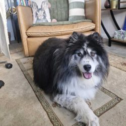 emotional support animal brisbane clinic emotional support animal brisbane clinic